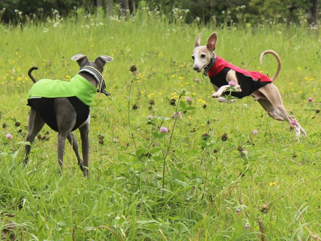 f:id:gino-ig:20190702233011j:plain