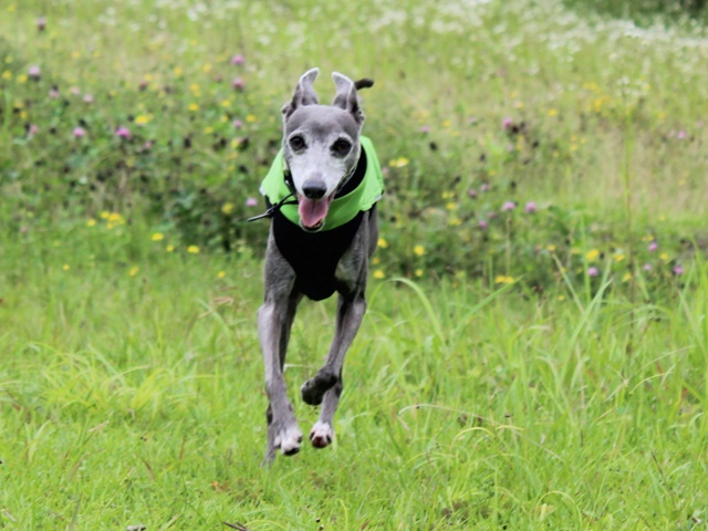 f:id:gino-ig:20190702233434j:plain