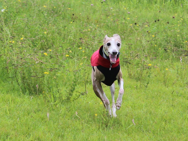 f:id:gino-ig:20190702233528j:plain