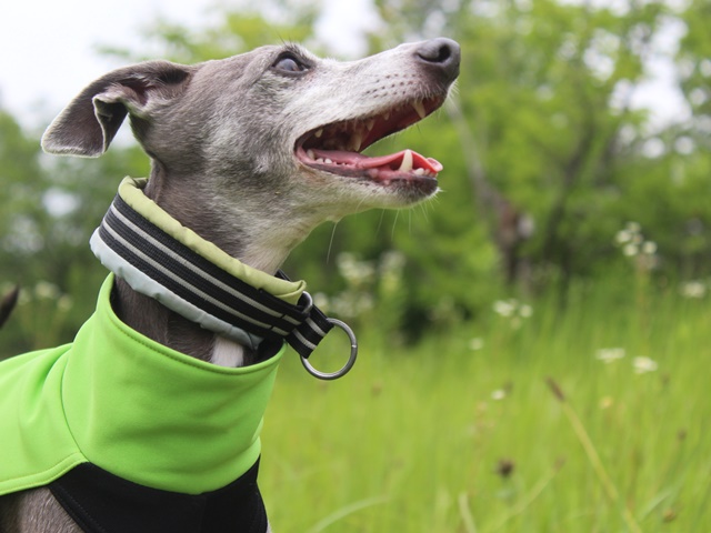 f:id:gino-ig:20190702233634j:plain