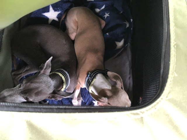 f:id:gino-ig:20190702233826j:plain