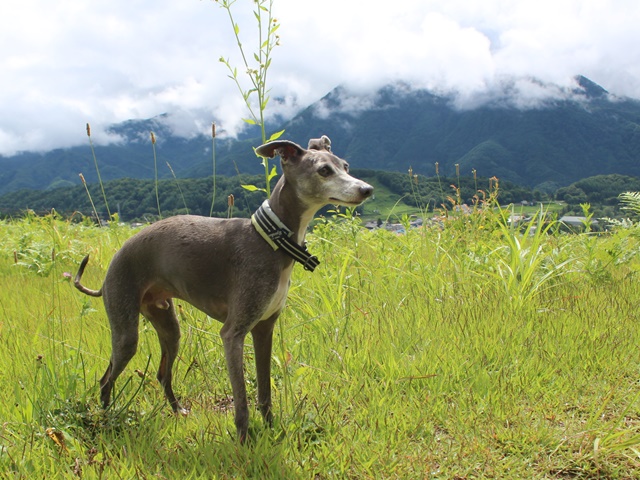 f:id:gino-ig:20190724001532j:plain