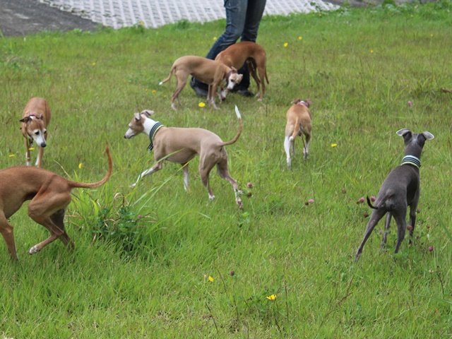 f:id:gino-ig:20190724002000j:plain