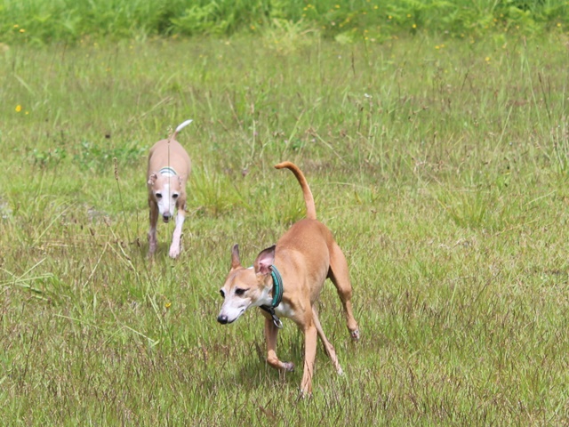 f:id:gino-ig:20190724002237j:plain