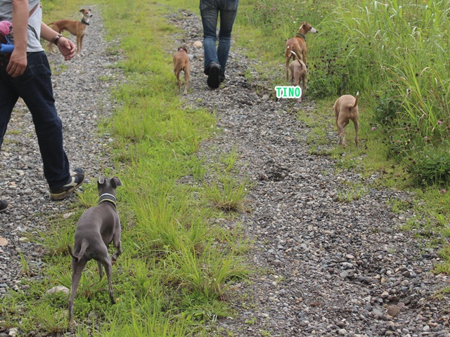 f:id:gino-ig:20190724003000j:plain