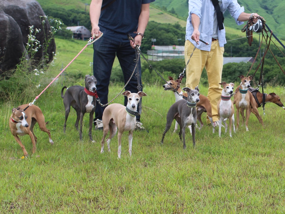 f:id:gino-ig:20190724004722j:plain