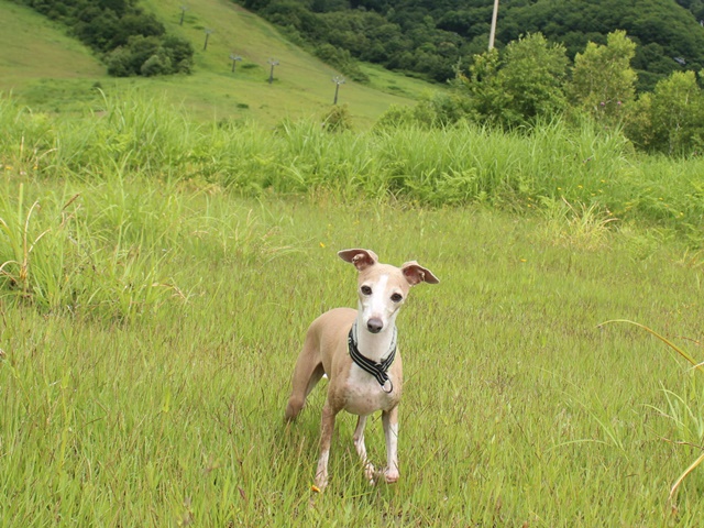 f:id:gino-ig:20190724004838j:plain