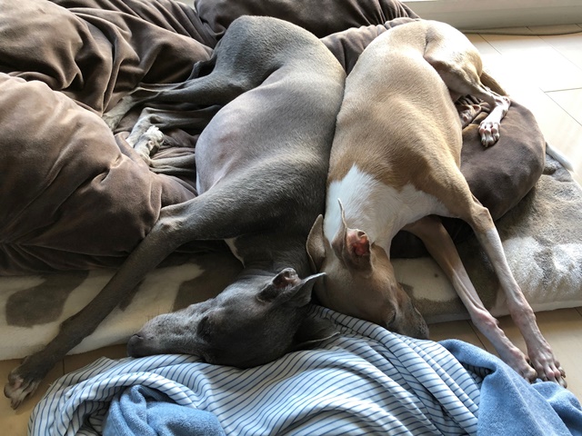 f:id:gino-ig:20190731010854j:plain f:id:gino-ig:20190731010854j:plain