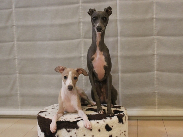 f:id:gino-ig:20190731011117j:plain f:id:gino-ig:20190731011117j:plain