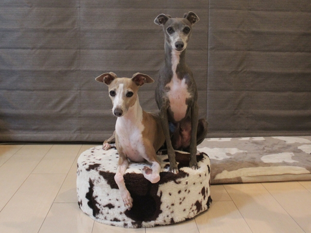 f:id:gino-ig:20190731011159j:plain f:id:gino-ig:20190731011159j:plain