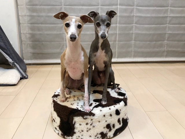 f:id:gino-ig:20190731011230j:plain f:id:gino-ig:20190731011230j:plain