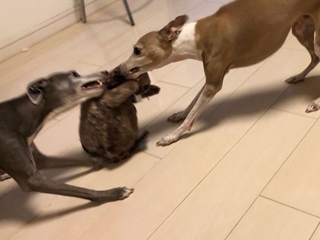 f:id:gino-ig:20190731011637j:plain f:id:gino-ig:20190731011637j:plain