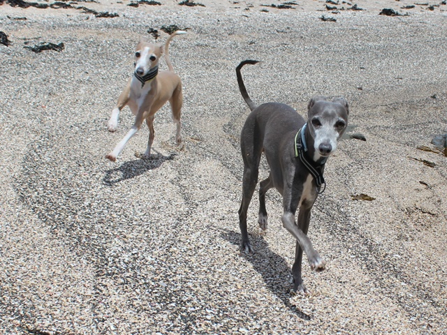 f:id:gino-ig:20190731012039j:plain f:id:gino-ig:20190731012039j:plain