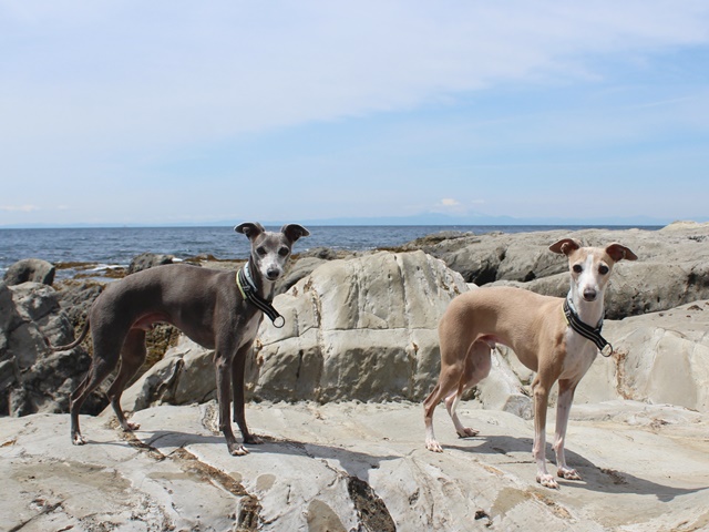 f:id:gino-ig:20190731012202j:plain f:id:gino-ig:20190731012202j:plain