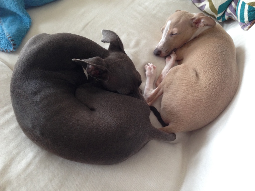 f:id:gino-ig:20190731012806j:image f:id:gino-ig:20190731012806j:image