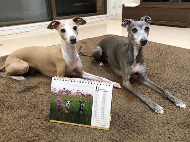 f:id:gino-ig:20191118000117j:plain