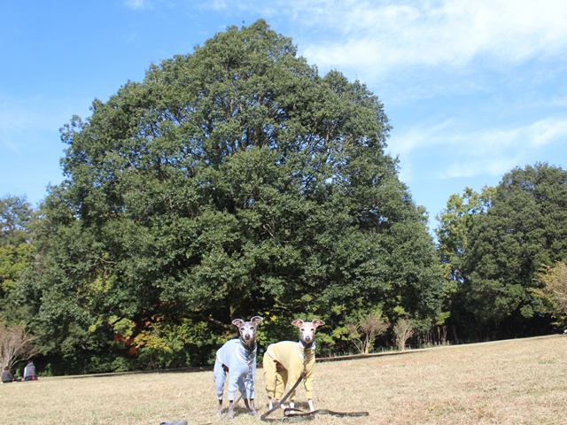 f:id:gino-ig:20191118000728j:plain