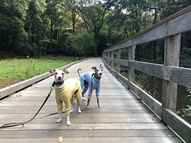 f:id:gino-ig:20191118001458j:plain