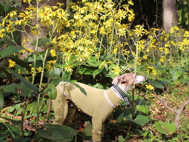 f:id:gino-ig:20191118001845j:plain