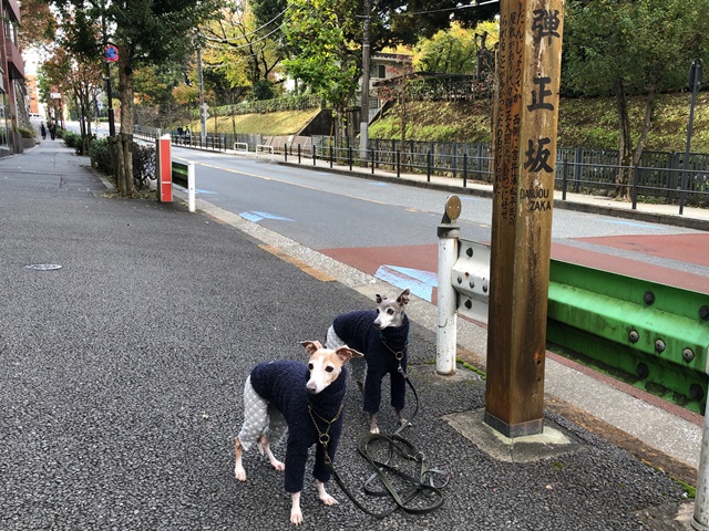 f:id:gino-ig:20191204234015j:plain