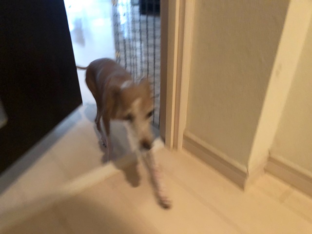 f:id:gino-ig:20200307145255j:plain