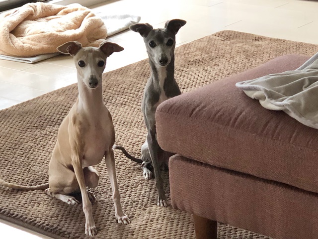 f:id:gino-ig:20200307150833j:plain