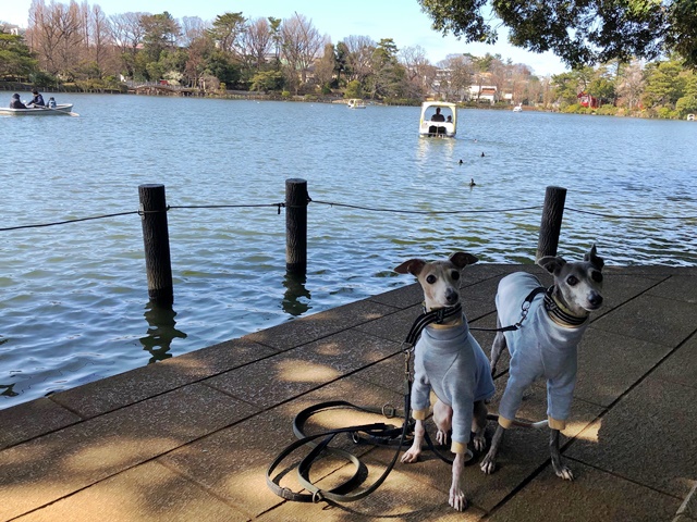 f:id:gino-ig:20200309132814j:plain