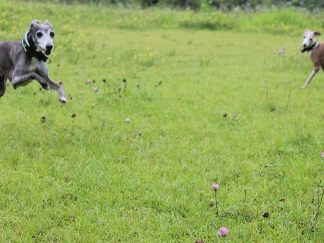 f:id:gino-ig:20200629222652j:plain