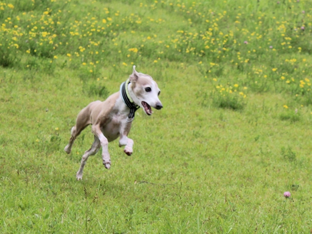 f:id:gino-ig:20200629222904j:plain