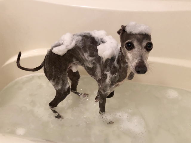 f:id:gino-ig:20200629223112j:plain