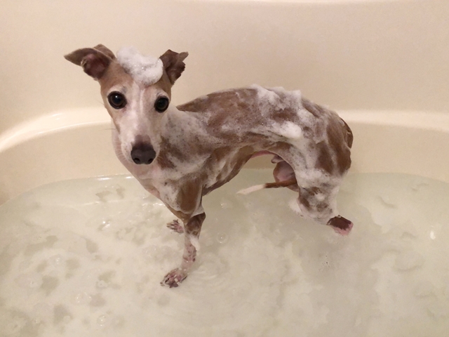 f:id:gino-ig:20200629223144j:plain