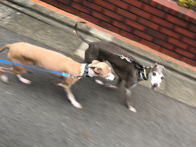 f:id:gino-ig:20200629223253j:plain