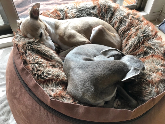 f:id:gino-ig:20200729234912j:plain