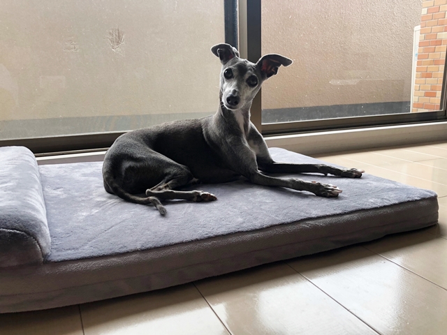 f:id:gino-ig:20200729235303j:plain