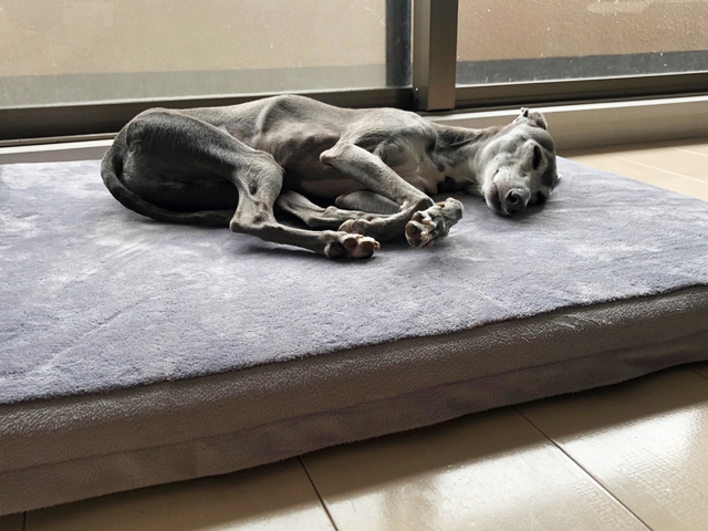 f:id:gino-ig:20200729235553j:plain