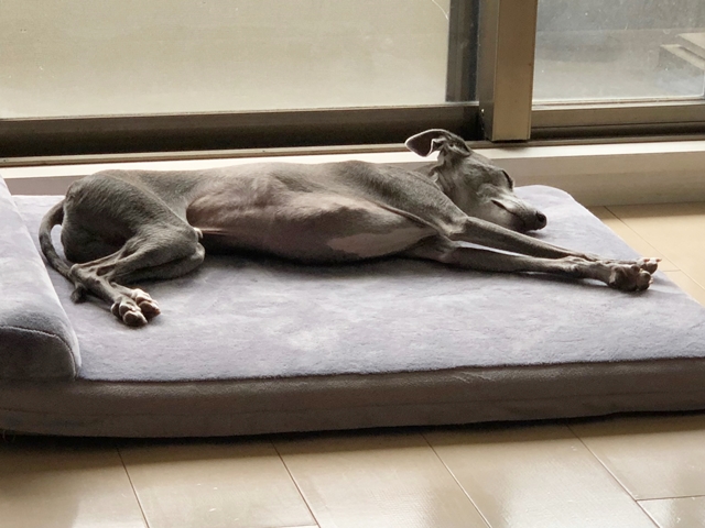 f:id:gino-ig:20200729235732j:plain