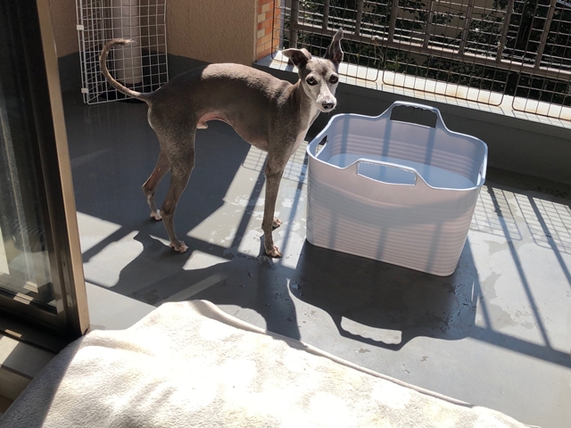 f:id:gino-ig:20200904233521j:plain