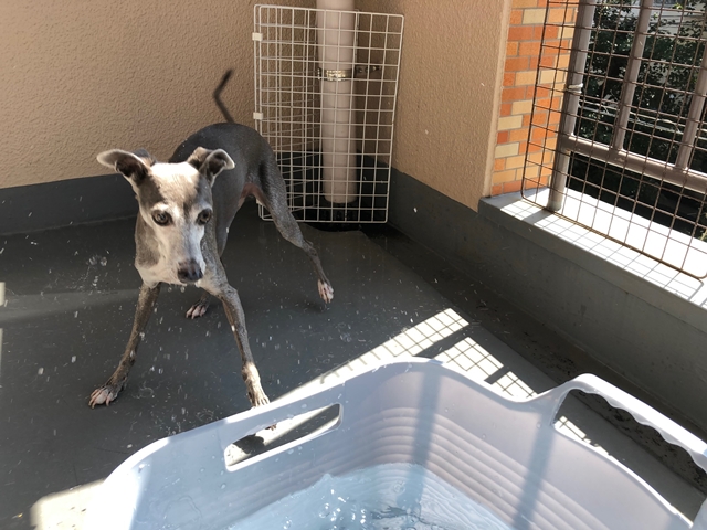 f:id:gino-ig:20200904233555j:plain