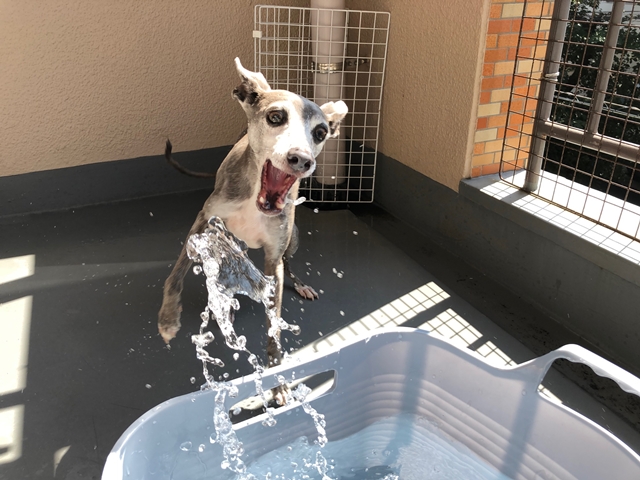 f:id:gino-ig:20200904233623j:plain