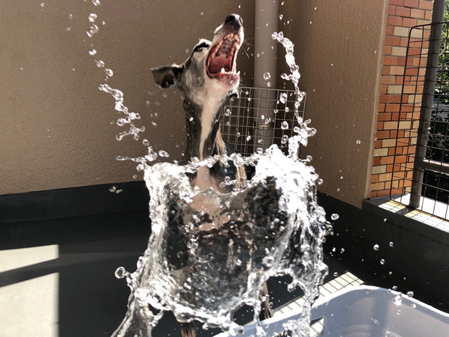 f:id:gino-ig:20200904233807j:plain