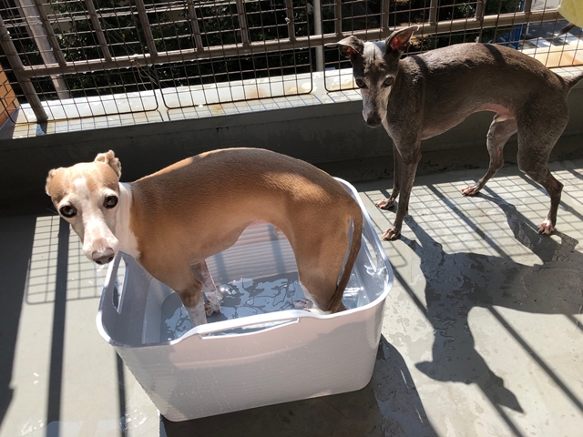 f:id:gino-ig:20200904234210j:plain