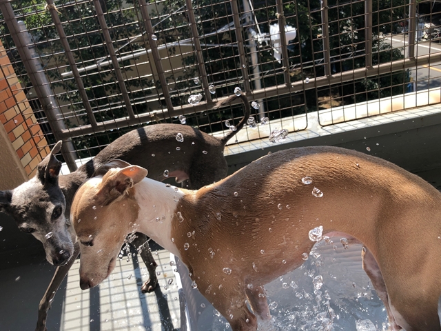 f:id:gino-ig:20200904234338j:plain