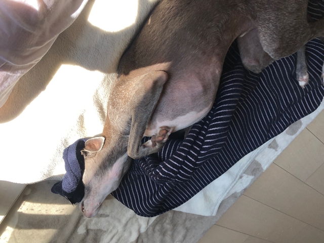 f:id:gino-ig:20200904234529j:plain