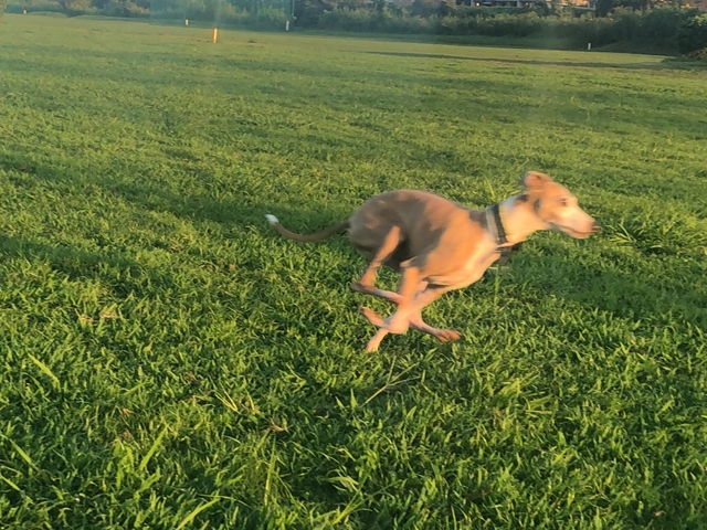 f:id:gino-ig:20200905230954j:plain