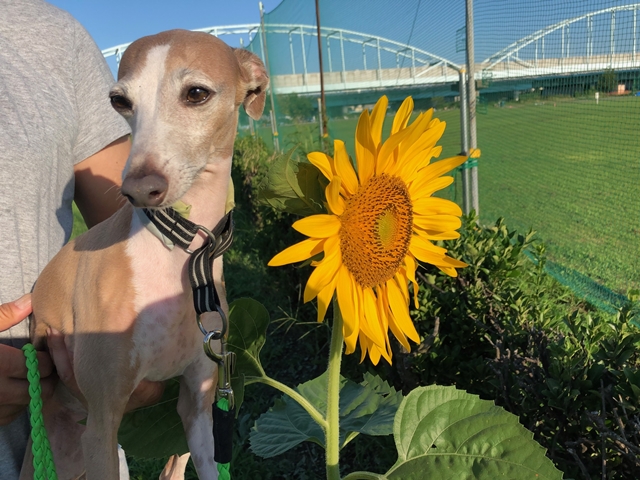 f:id:gino-ig:20200905231144j:plain