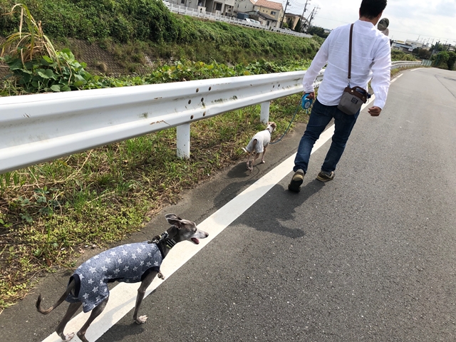 f:id:gino-ig:20201006002359j:plain f:id:gino-ig:20201006002359j:plain