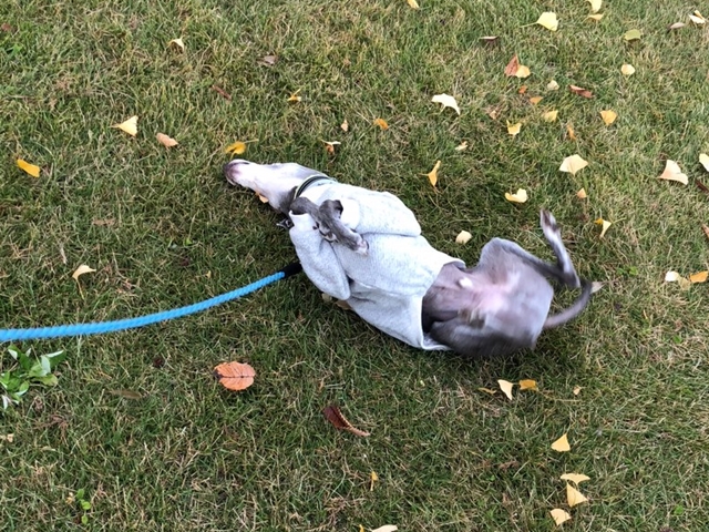 f:id:gino-ig:20201125000859j:plain