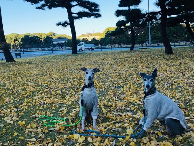 f:id:gino-ig:20201125001038j:plain