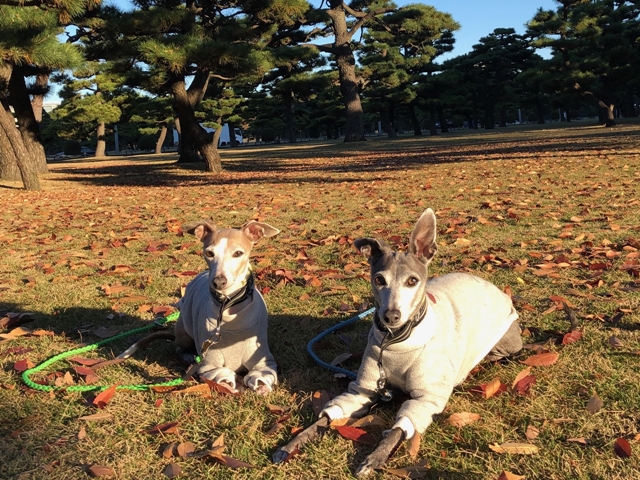 f:id:gino-ig:20201125001136j:plain