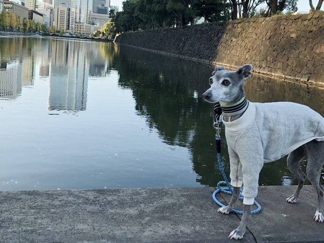 f:id:gino-ig:20201125001340j:plain